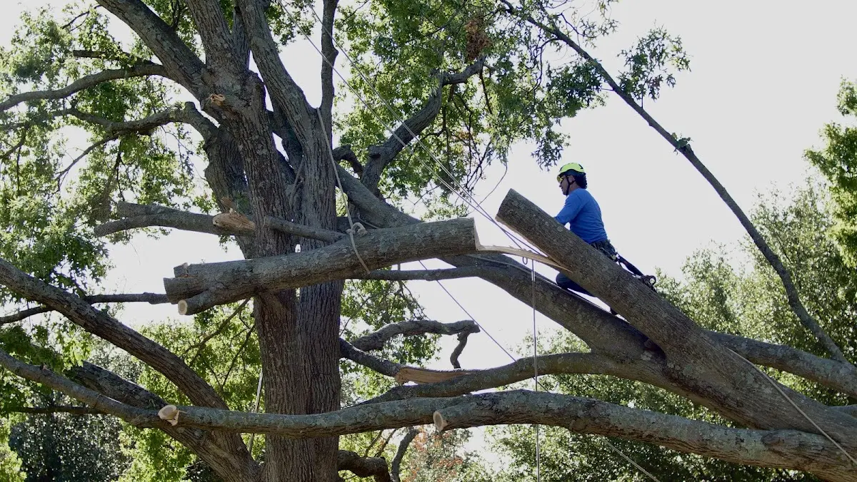 Professional Hazardous Tree Removal performed by certified arborists in Lookout Mountain