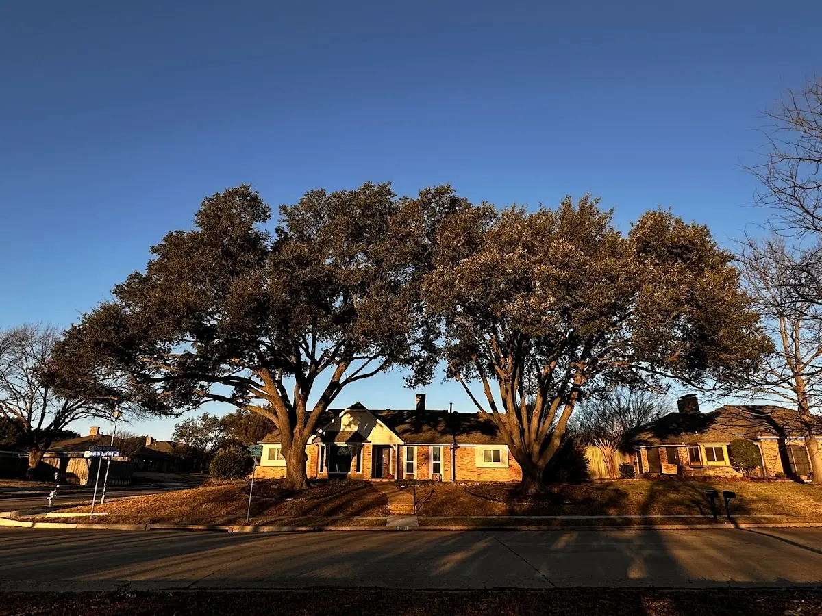 Established residential canopy tree shading a home in Lookout Mountain